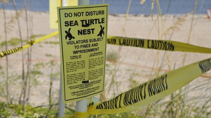 Various species of sea turtles will nest along Florida’s shores from March through October. (Florida Fish and Wildlife Conservation Commission)