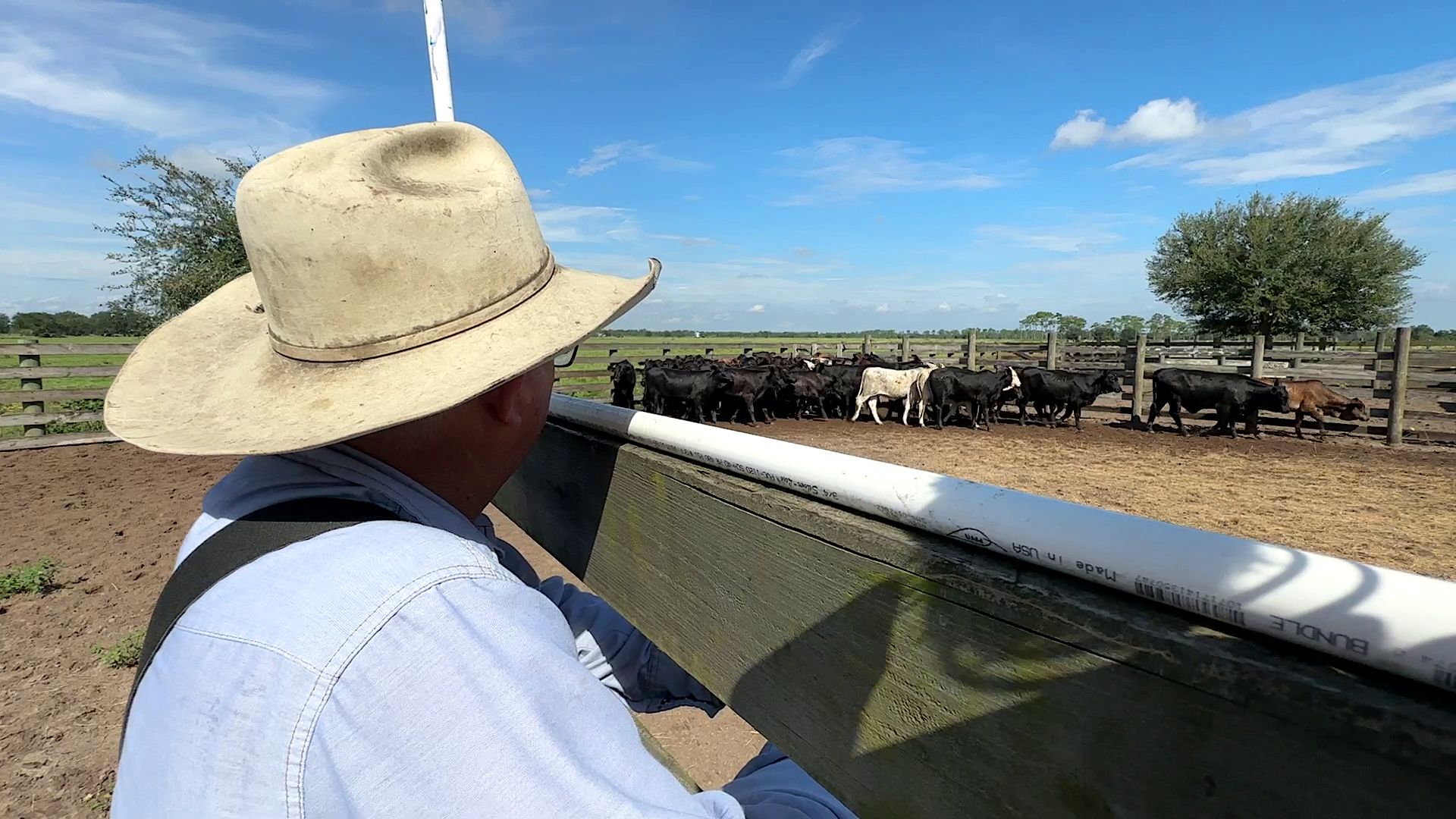 Cattle Rustlers steal livestock in Osceola County